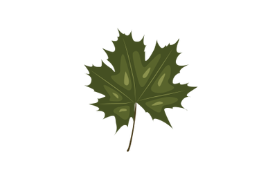 Norway Maple Leaf