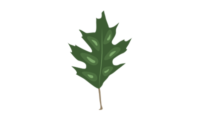 Northern Red Oak Leaf