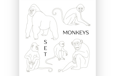 Different types of monkeys