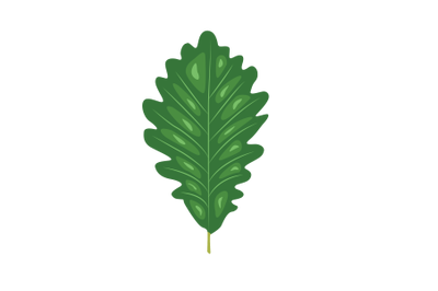 Swamp Chestnut Oak Leaf