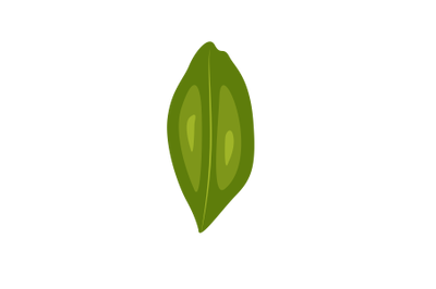 Lasium Parsiticum Leaf