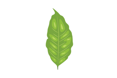 Coffea Leaf