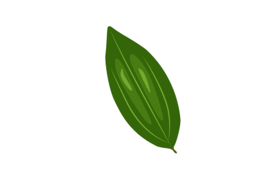 Cinnamomum Verum Leaf