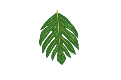 Artocarpus Altilis Leaf