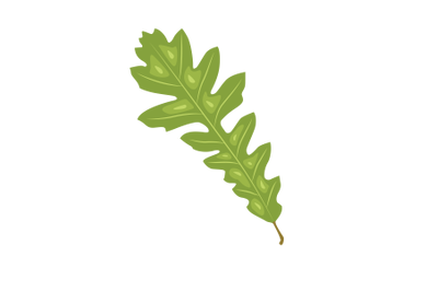 Turkey Oak Leaf