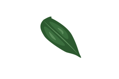 Tree Of Heaven Leaf