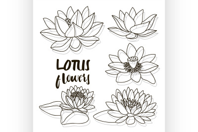 Set of lotus flowers