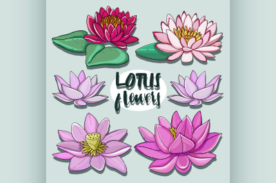 Set of lotus flowers