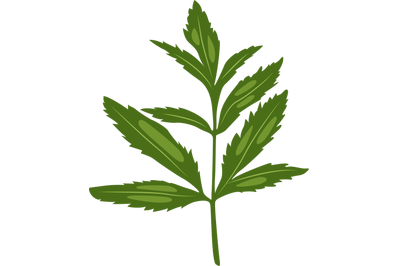 Cicuta Virosa Leaf