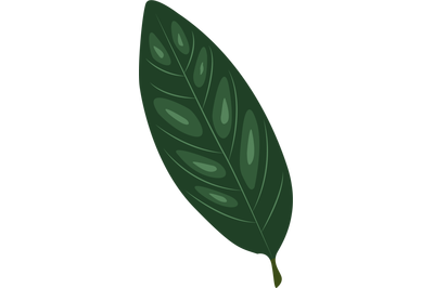 Annona Reticulata Leaf