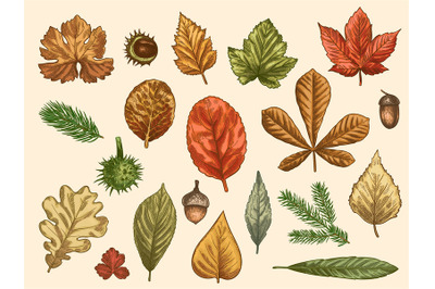 Hand drawn autumn leaves. Color falling forest foliage, october oak, a