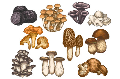 Hand drawn mushrooms. Colorful sketch various edible mushroom truffle,