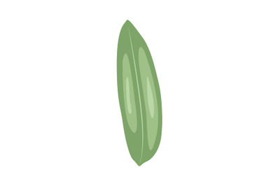 Oleander Leaf