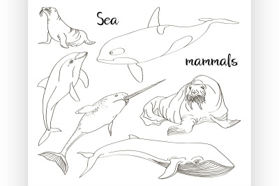 Sea mammals animal collection icons set