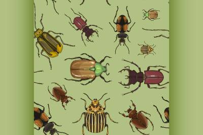 Set of beetle illustrations pattern