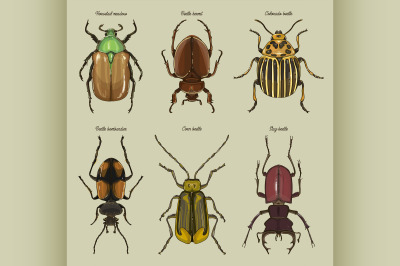 Set of beetle illustrations