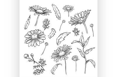 Hand drawn elegant chamomile flowers