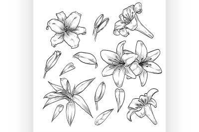 Hand drawn elegant lily flowers