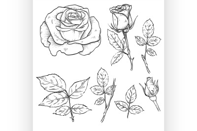 Hand drawn elegant rose flowers