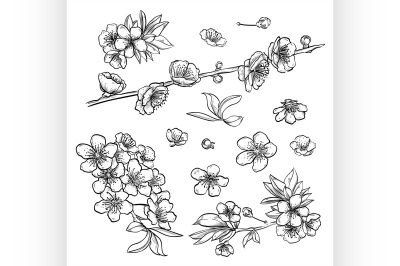 Hand drawn elegant sakura flowers