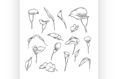 Vector hand drawn elegant callas