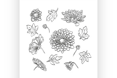 Vector hand drawn elegant chrysanthemum