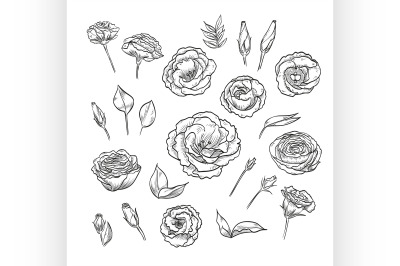 Vector hand drawn elegant lisianthus