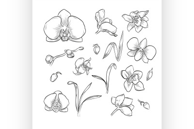 Vector hand drawn elegant orchid