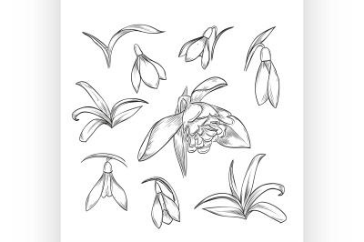 Vector hand drawn elegant snowdrop