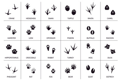 Animals footprint. Animal&2C; birds and reptile foot marks&2C; wild animals