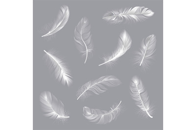 Realistic feathers. Fluffy white twirled feathers&2C; bird wing falling w