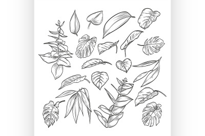 Vector hand drawn elegant leaves