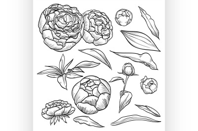 Vector hand drawn elegant peony