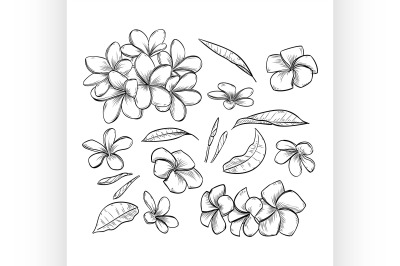 Vector hand drawn elegant plumeria