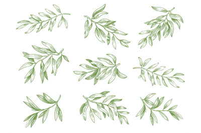 Olive branches. Green greek olives tree branch with leaves decorative