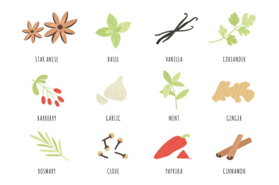 Spices. Hand drawn herbs and spices star anise, basil and ginger, garl