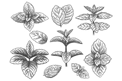 Engraved mint leaves. Sketch peppermint herb, spearmint plant. Menthol