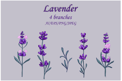 vector hand painted Lavender Clipart