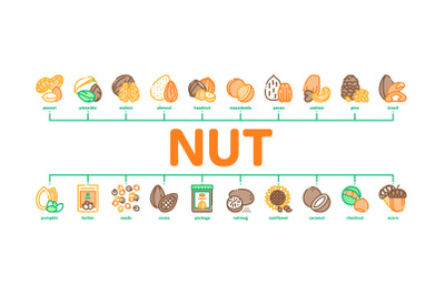 Nut Food Different Minimal Infographic Banner Vector