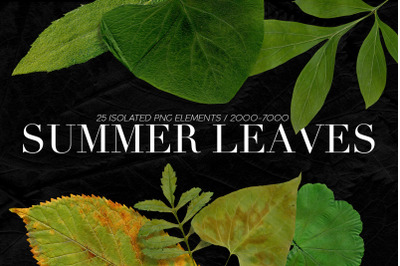 25 Isolated Summer Leaves