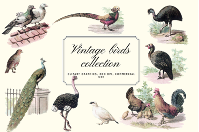 Vintage antique bird clip art graphics, Retro pigeons birds