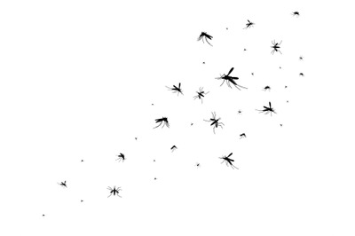 Flying mosquitoes. Black silhouette mosquito, swarm flying insects spr