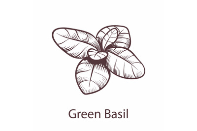 Basil icon. Botanical hand drawn sketch for labels and packages restau