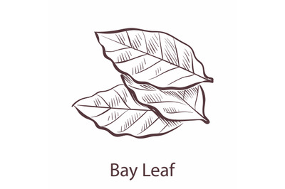 Bay leaf. Engraved style illustration of seasoning laurel, botanical s