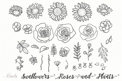 Sunflowers, Roses, Rosehip, plants