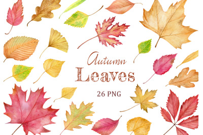 Watercolor colorful autumn leaves clipart. Hand drawn fall leaves.