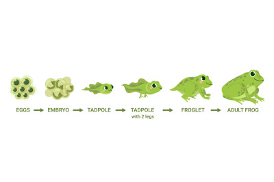 Frog life cycle. Egg masses, tadpole, froglet, frog metamorphosis. Wil