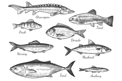 Sketch fish. Hand drawn different fishes trout&2C; carp&2C; tuna&2C; herring an