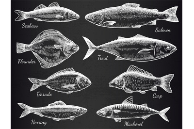 Hand drawn fish. Sketch various fish salmon and carp, mackerel, tuna,