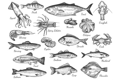 Sketch seafood. Hand drawn fresh sea fishes, oyster, mussels and lobst